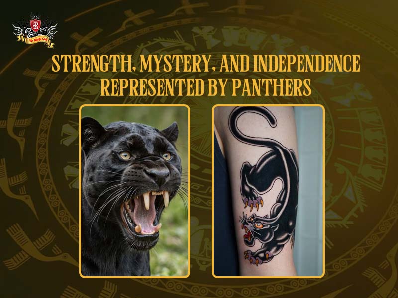 Side by side comparison of a wild black panther and a healed panther tattoo on skin at Rio Tattoo Studio.